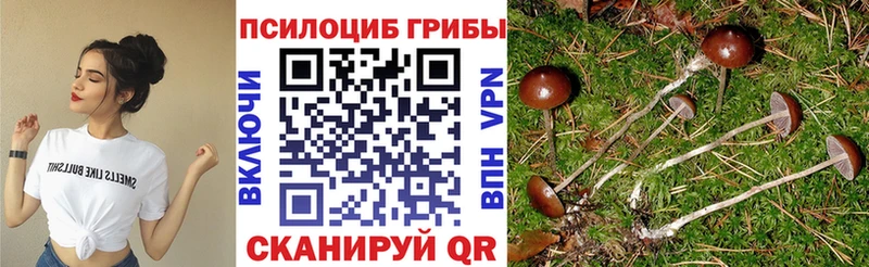 блэк спрут tor  что такое   Болотное  Псилоцибиновые грибы Psilocybine cubensis 
